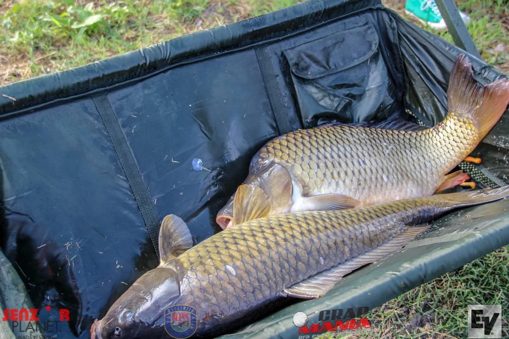 Chita 2 - ev-169zpsykqaudzm.jpg